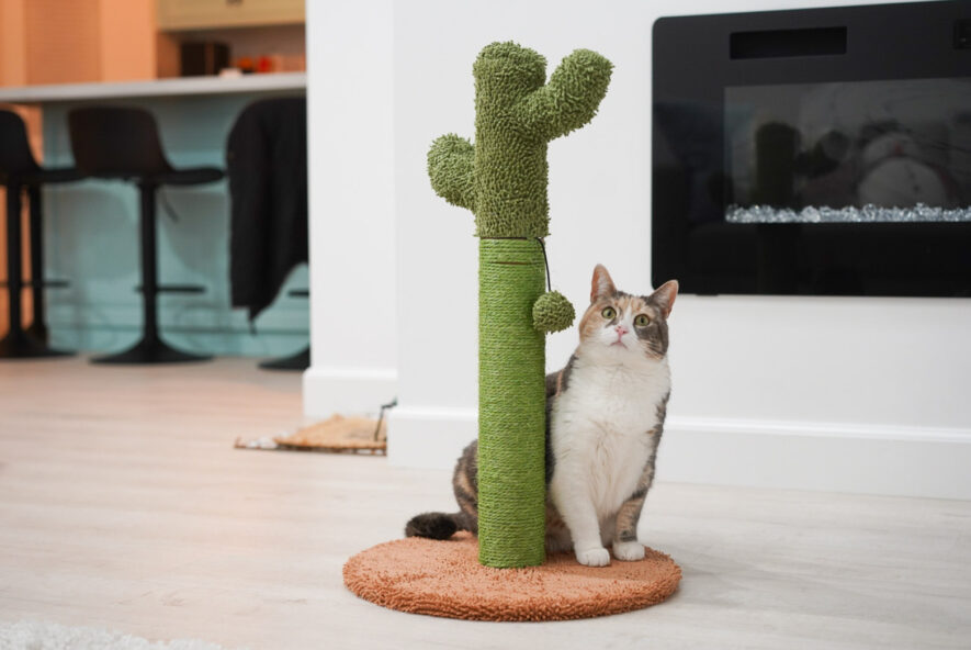 Catinsider - cactus scratching post