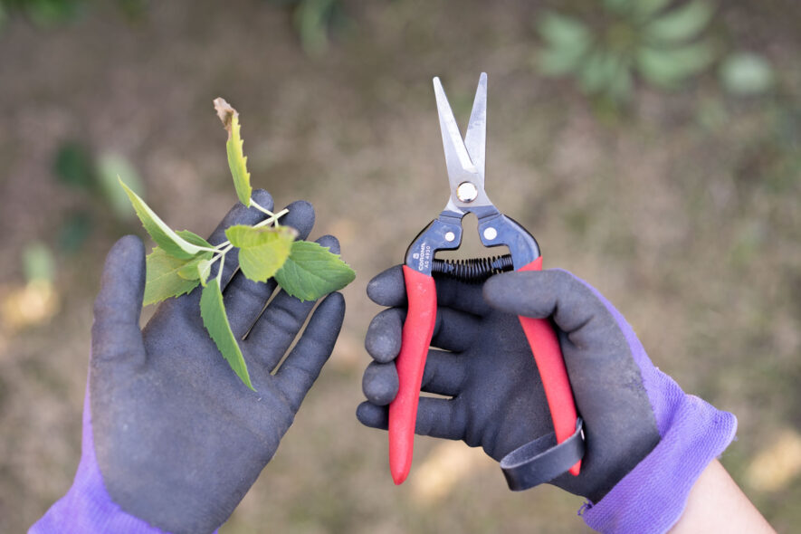 Corona AG snips