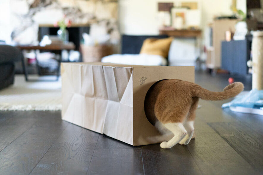 Dezi & Roo cat paper tunnel