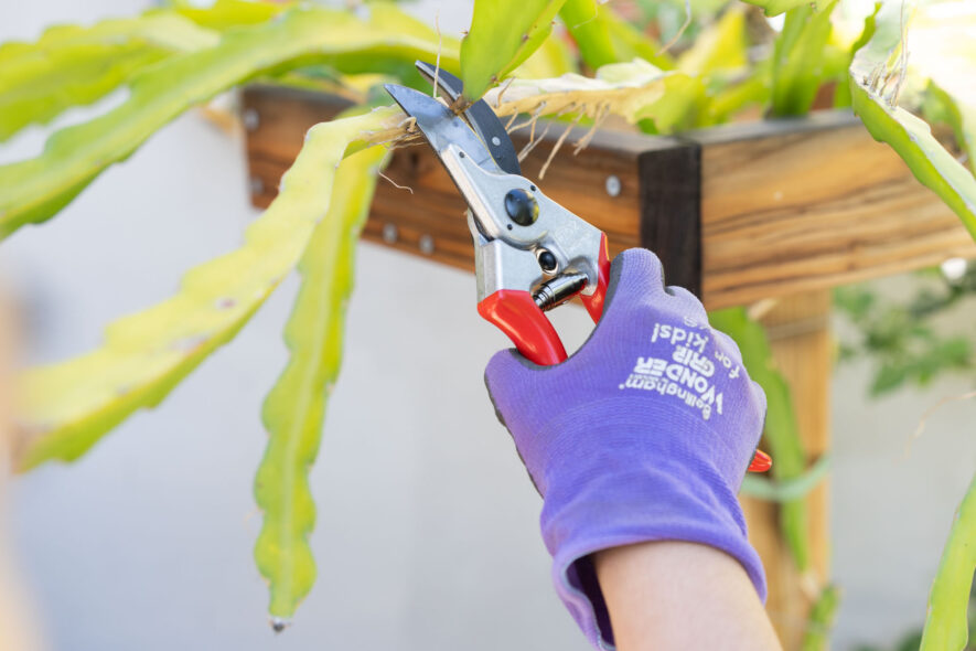 Felco F-2 pruning shears
