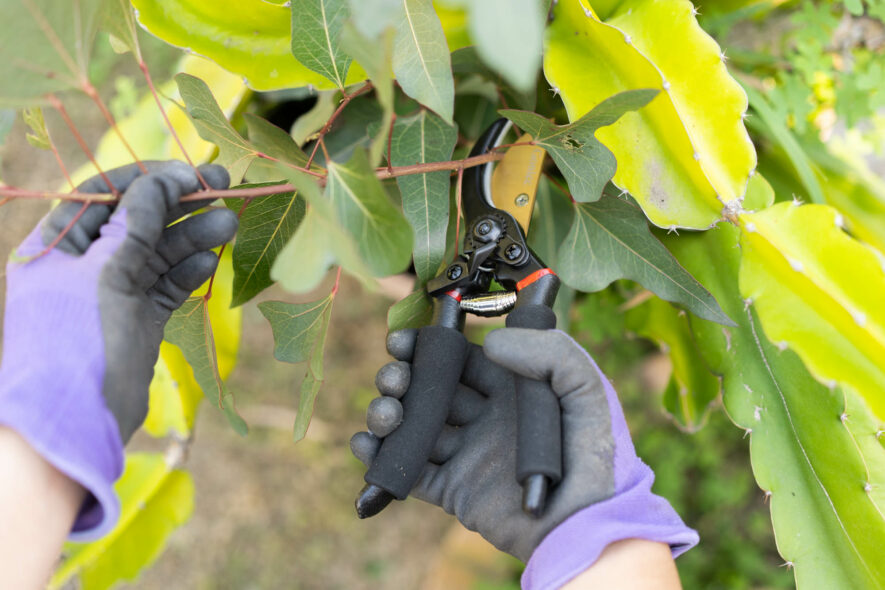 Gonicc titanium pruning shears
