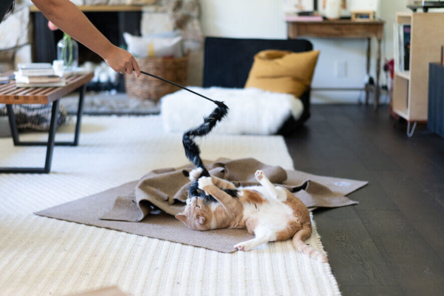 Petlinks feather plume wand