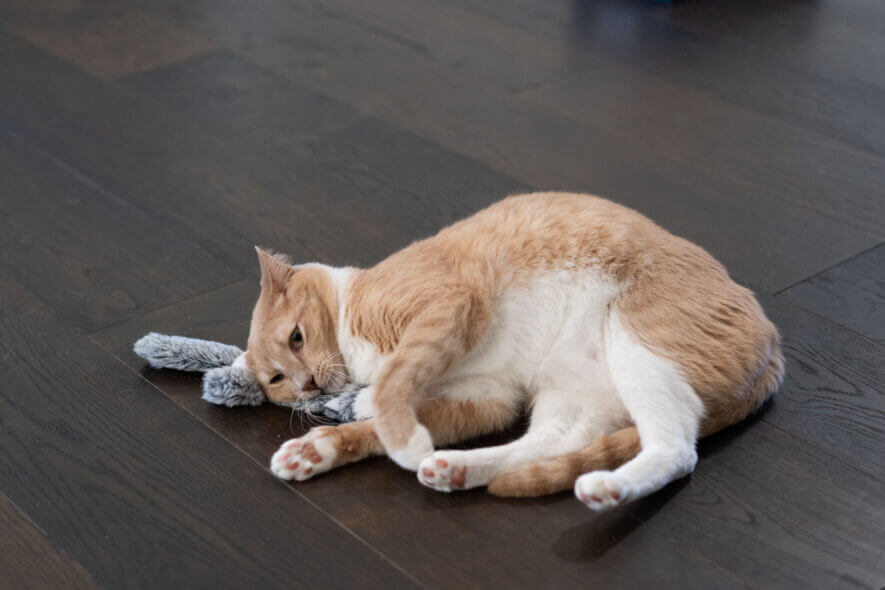 Ropetty refillable cat nip toy