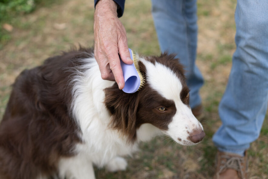 Tangle Teezer brush