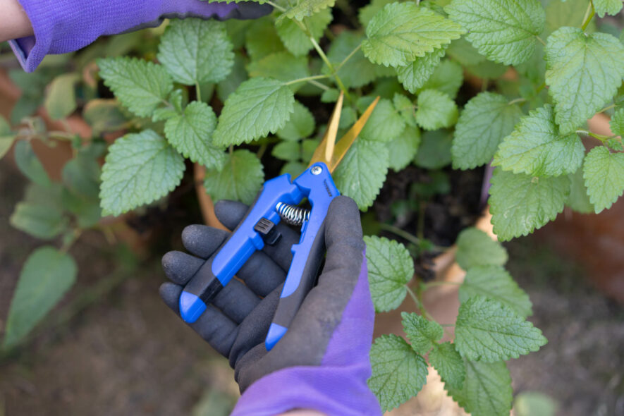 Vivosun pruning snips